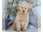 Golden Retriever PUPPY FOR SALE ADN-774259 - AKC Golden Retriever