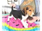 Beagle PUPPY FOR SALE ADN-774257 - Austin Tri Beagle Boy
