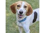 Adopt Bouillon Cube a Beagle