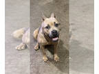 Cane Corso PUPPY FOR SALE ADN-774235 - Cane Corso Female