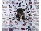 French Bulldog PUPPY FOR SALE ADN-774231 - French bulldog