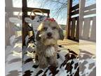 Shih-Poo PUPPY FOR SALE ADN-774227 - BUGS IS A SHIHPOO