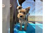 Yorkshire Terrier PUPPY FOR SALE ADN-774224 - PROCTOR IS A YORKIE BOY