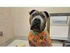 Adopt Dozer a American Staffordshire Terrier, Mixed Breed