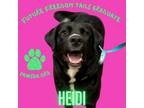 Adopt Heidi a Labrador Retriever, Border Collie