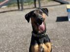 Adopt Sherman a Doberman Pinscher, German Shepherd Dog