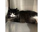 Adopt Felix a Domestic Long Hair