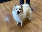 Adopt Fluffy a Pomeranian