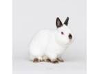 Adopt Buddy a Mini Rex