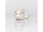 Adopt Noodles a Guinea Pig