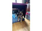 Adopt Scooby Doo a German Shepherd Dog