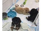 Bernedoodle (Miniature) PUPPY FOR SALE ADN-774138 - Mini bernedoodle f2