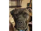 Adopt CHANCE a Boxer, Pit Bull Terrier
