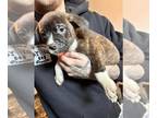 American Pit Bull Terrier-Cane Corso Mix PUPPY FOR SALE ADN-774023 - Cane Corso