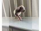 American Bully PUPPY FOR SALE ADN-774008 - XL bully puppy