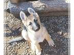 German Shepherd Dog PUPPY FOR SALE ADN-774003 - German Shepherd Female