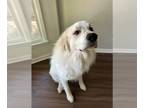 Great Pyrenees DOG FOR ADOPTION ADN-774386 - Great Pyrenees 1 yr fully