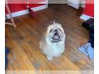 ShihPoo DOG FOR ADOPTION ADN-774234 - Adult female shih poo