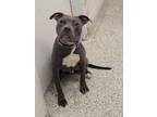 Adopt Quibble a Pit Bull Terrier, Mixed Breed