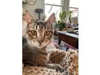 Adopt Tom Tom a Domestic Short Hair