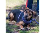 Adopt Chili - Claremont Location a Beagle, Hound