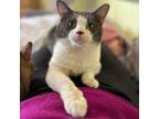 Adopt Philly Pokey a Domestic Short Hair
