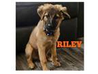 Adopt Riley a Ibizan Hound