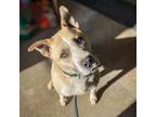 Adopt Copper a Terrier