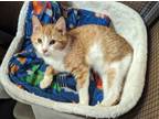 Adopt Daffy a Domestic Short Hair