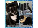 Adopt Wyatt a Domestic Short Hair