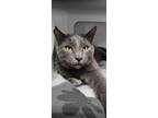 Adopt Owen a Domestic Short Hair, Russian Blue