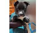 Adopt Little Bear a Terrier, Pit Bull Terrier