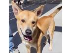 Adopt Ringo a Mixed Breed