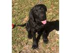 Adopt Jack a Labrador Retriever