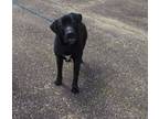 Adopt Tank a Black Labrador Retriever