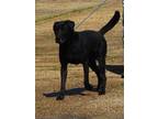 Adopt Nash a Labrador Retriever