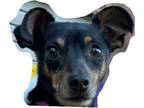 Adopt Brutus a Miniature Pinscher