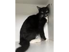 Adopt Lincoln Logs a Domestic Short Hair