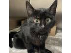 Adopt Pebbles a Domestic Short Hair