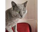 Adopt Gretzky a Domestic Short Hair