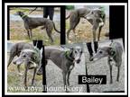 Adopt Bailey a Greyhound