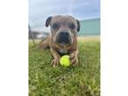 Adopt Monty a American Staffordshire Terrier