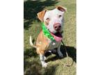 Adopt Chex a American Staffordshire Terrier