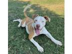 Adopt Chex a American Staffordshire Terrier