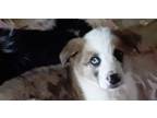 Adopt Scrapple a Australian Shepherd