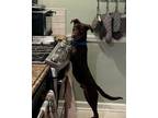 Adopt MR. GRIS a Chocolate Labrador Retriever, Bluetick Coonhound