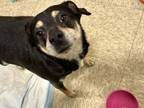 Adopt BEAR a Miniature Pinscher