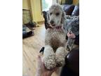 Adopt Plato a Standard Poodle