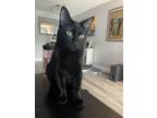 Adopt Salem a Domestic Medium Hair