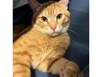 Adopt Dirty Dan a Domestic Short Hair